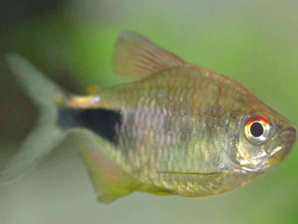 彩麗燈魚 彩麗燈魚