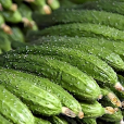 黃瓜(葫蘆科黃瓜屬植物)