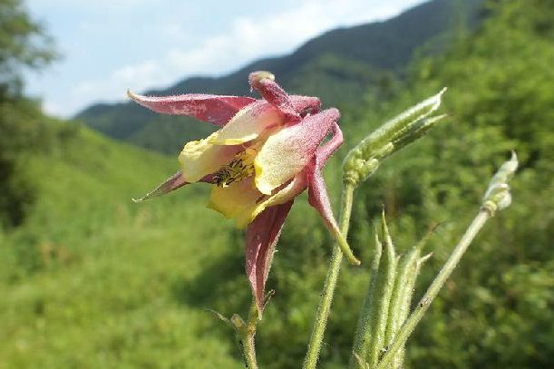 尖萼耬斗菜(尖萼漏斗菜) 尖萼耬斗菜(尖萼漏斗菜)