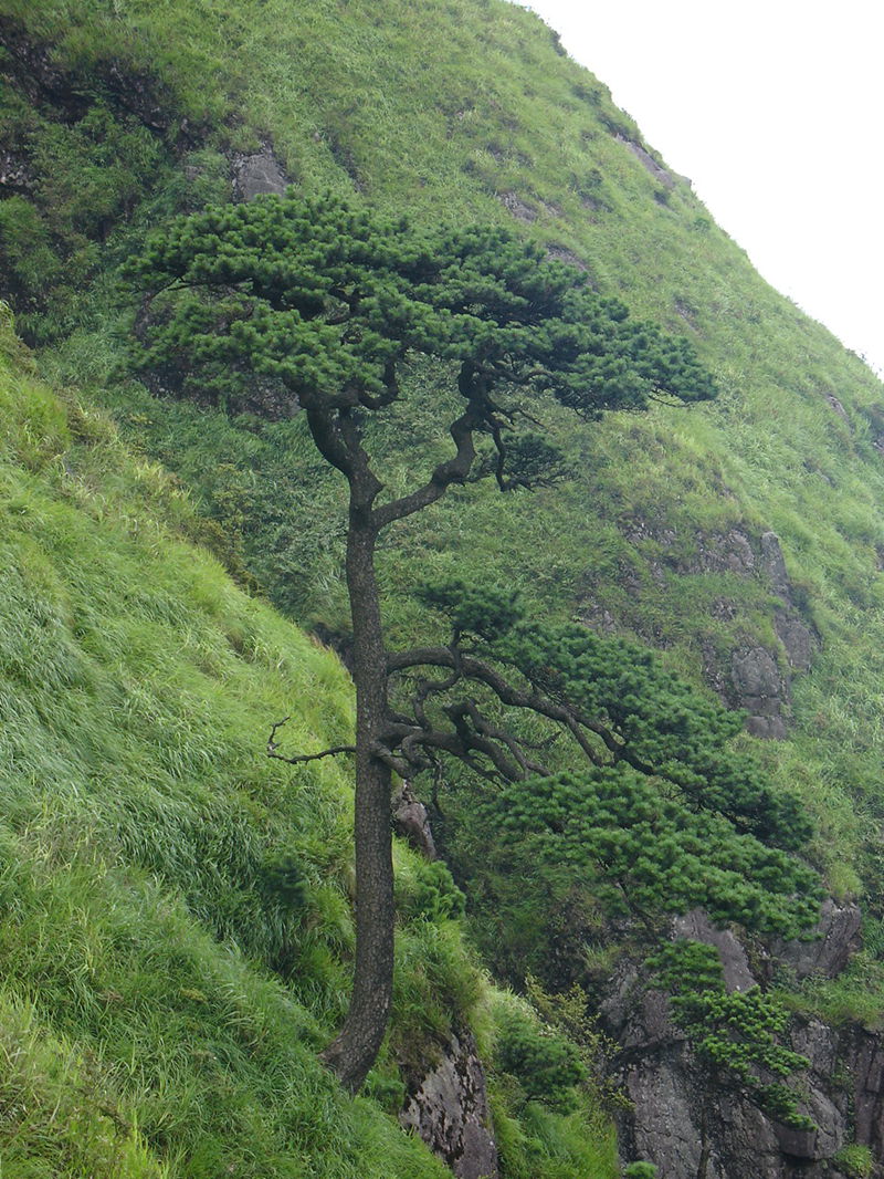懸崖上的長苞鐵杉