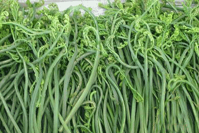 新鮮山蕨菜