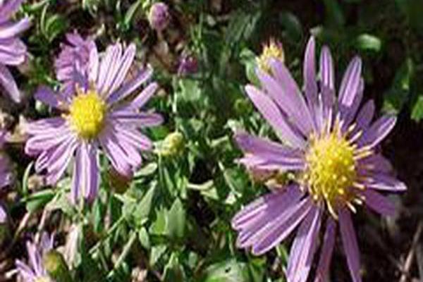 Symphyotrichum laeve \x27Bluebird\x27