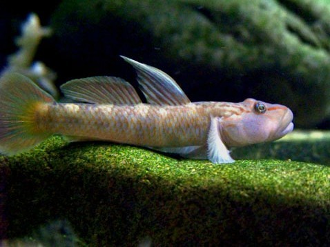 褐吻鰕虎魚