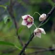 尖槐藤屬 尖槐藤屬