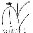 藍花韭 藍花韭