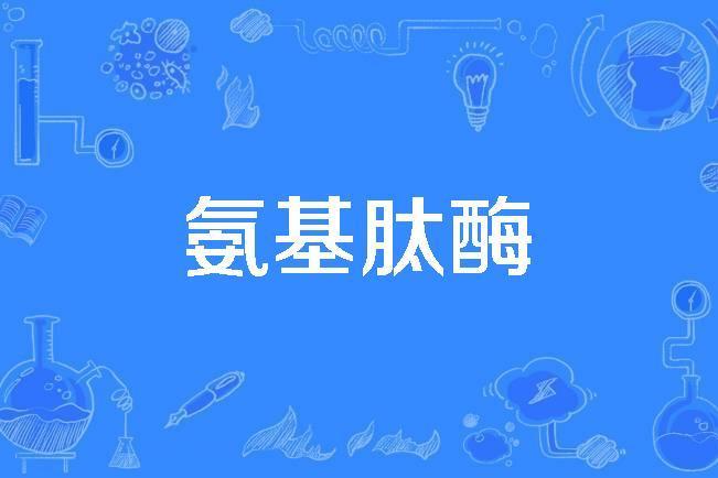 氨基肽酶 氨基肽酶