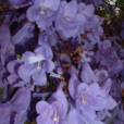 藍花楹屬 藍花楹屬