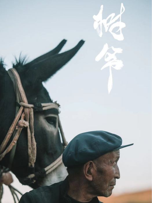 樹爺