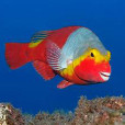 紅鸚嘴魚