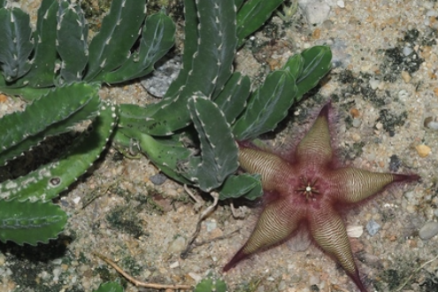 Stapelia gettliffei Stapelia gettliffei