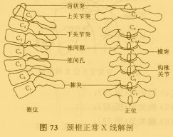頸椎正常X線解剖圖
