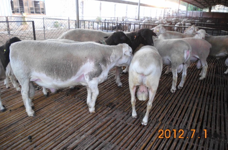 杜泊綿羊養殖場