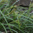 三棱馬尾 三棱馬尾