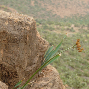 Pancratium foetidum