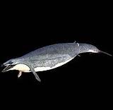 巨齒鯨