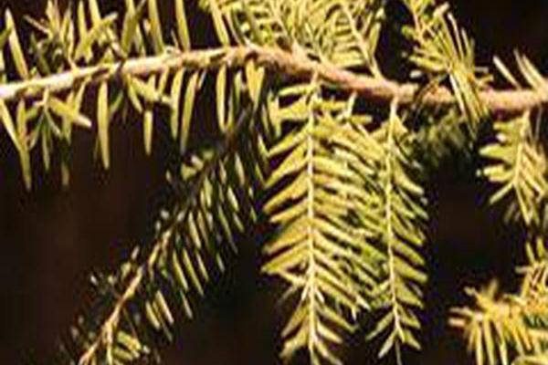 Tsuga canadensis \x27Golden Splendor\x27 Tsuga canadensis \x27Golden Splendor\x27