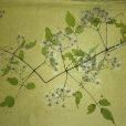 短尾鐵線蓮(石通(石通)) 短尾鐵線蓮(石通(石通))