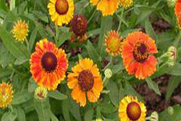 Helenium \x27Helbro\x27 MARDI GRAS