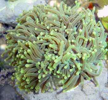 火炬珊瑚