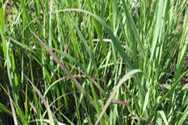 Panicum virgatum \x27Badlands\x27 Panicum virgatum \x27Badlands\x27
