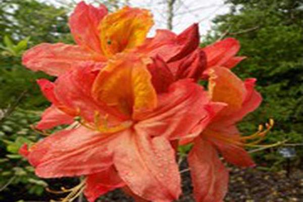 Rhododendron \x27Mary Poppins\x27 Rhododendron \x27Mary Poppins\x27