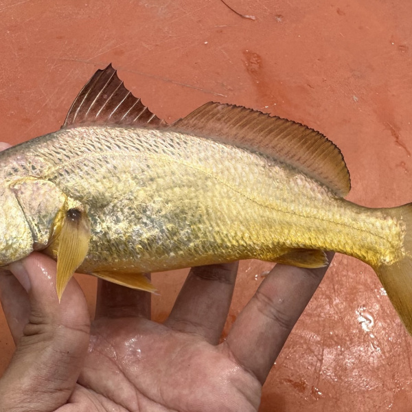 屈氏叫姑魚 屈氏叫姑魚