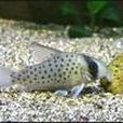 南美鼠魚 南美鼠魚