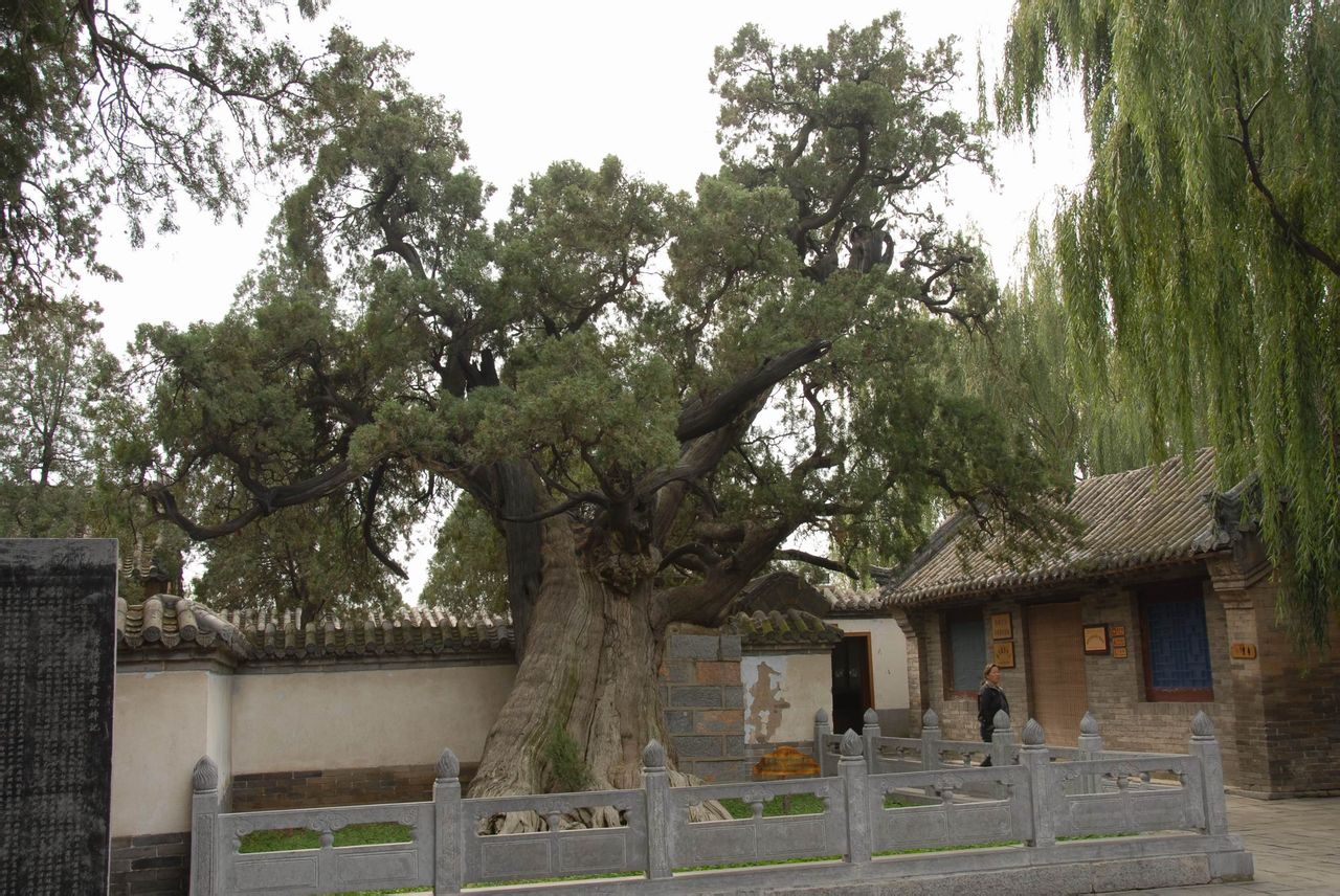 中國十大千年古樹