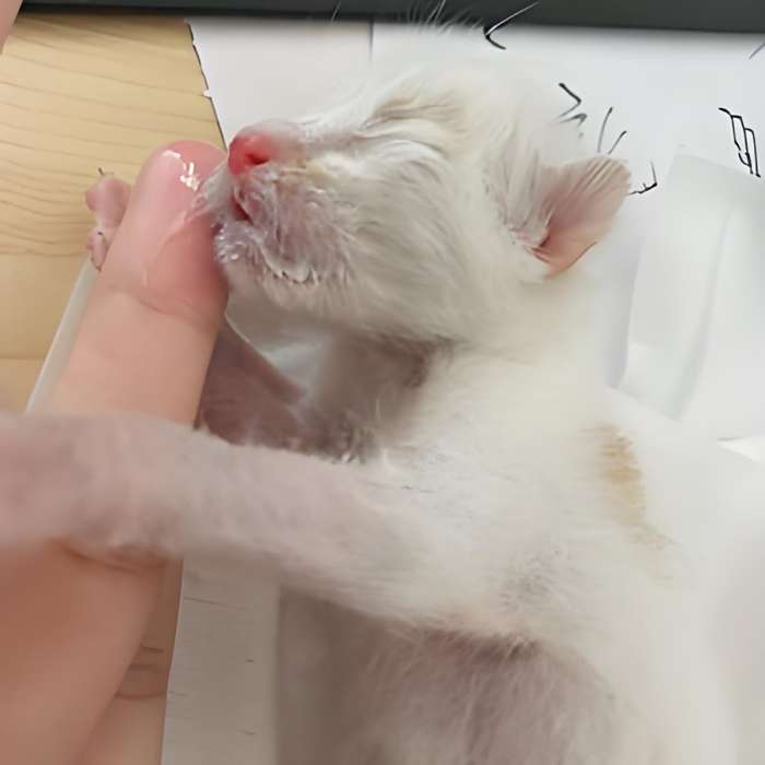 李狗蛋兒 李狗蛋兒