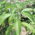 密花艾納香 密花艾納香