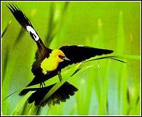 黃頭黑鳥 黃頭黑鳥