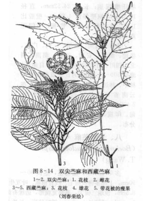 雙尖苧麻 雙尖苧麻
