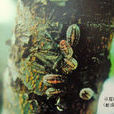 草履碩蚧 草履碩蚧