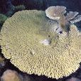 苔表鹿角珊瑚