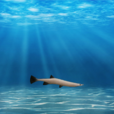 寡齒短吻銀魚 寡齒短吻銀魚