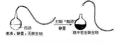 巴斯德實驗