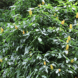 金苞花