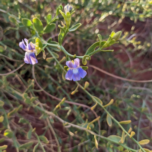 Goodenia hartiana