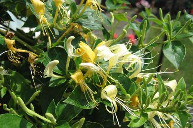 密二花 密二花