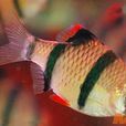 虎皮魚 虎皮魚