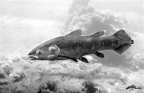 1938年第一條空棘魚