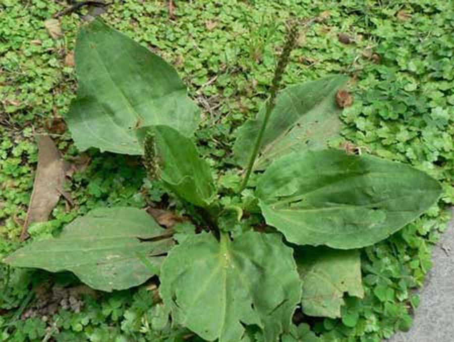 驢耳朵草(中藥材) 驢耳朵草(中藥材)