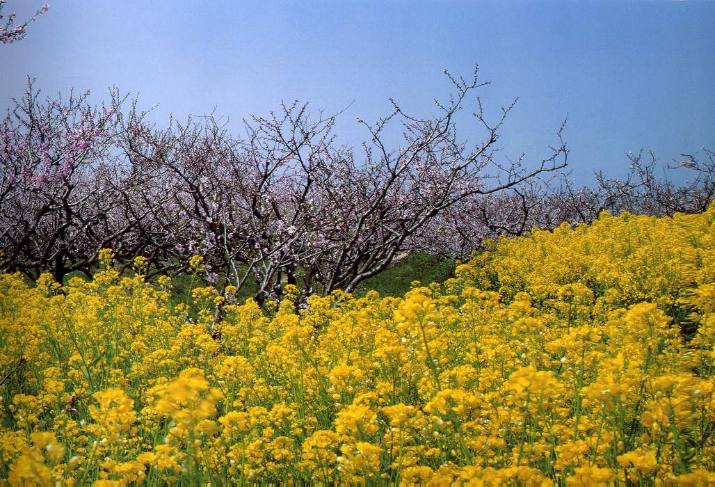 南匯桃花節