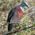 灰頭雞鳩 灰頭雞鳩