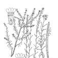 小花蕘花 小花蕘花