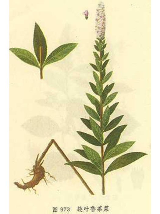 大箭根(蟲牙藥) 大箭根(蟲牙藥)