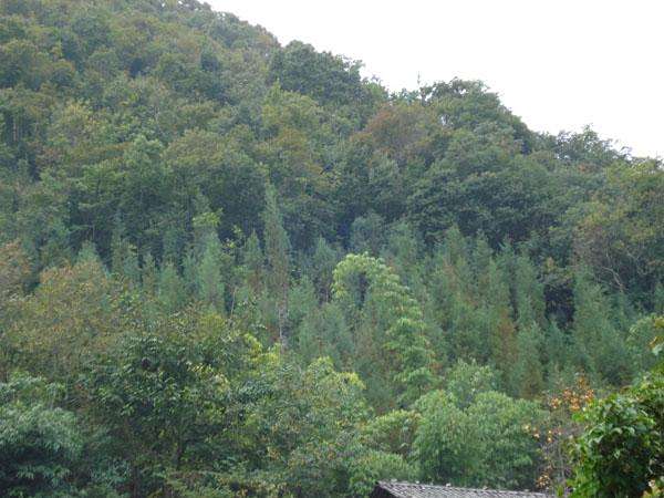 金竹沖村 金竹沖村