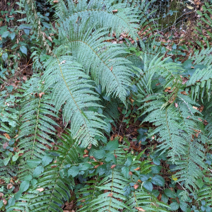 Dryopteris pseudodisjuncta
