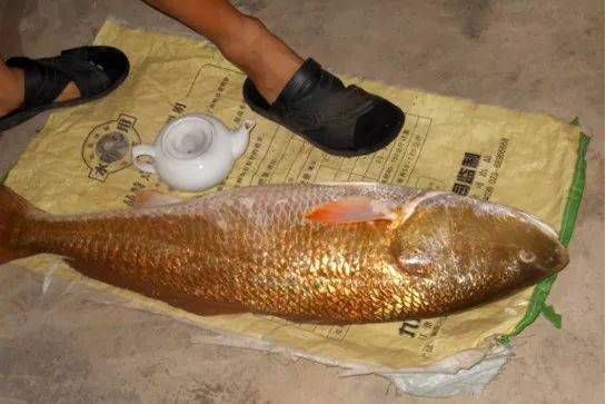 紅姑魚 紅姑魚