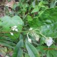 太平莓(植物) 太平莓(植物)